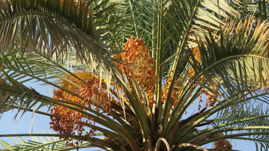 a palm tree with fruits